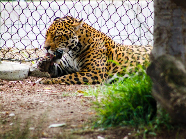 Conneticut - leu, leopard, jaguar, puma, lup, ghepard, coiot, urs