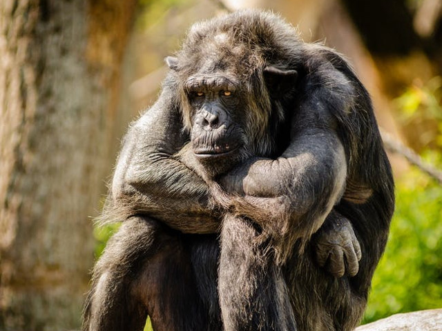 Florida - cimpanzeu, tigru, leu, crocodil, jaguar, leopard, anumite reptile