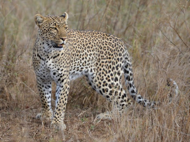 Hawaii - leu, leopard, ghepard, lup, coiot, mai multe specii de urs