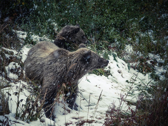 Kansas - pisici de mari dimensiuni, ursi, serpi veninosi