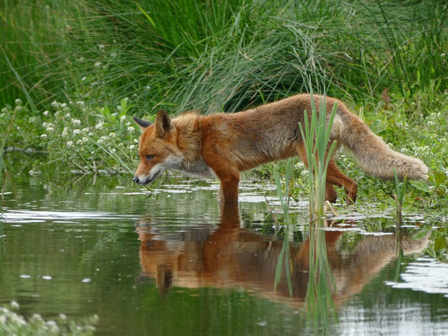 Maryland - vulpe, urs, crocodil, leopard, lup, maimuta, anumite reptile