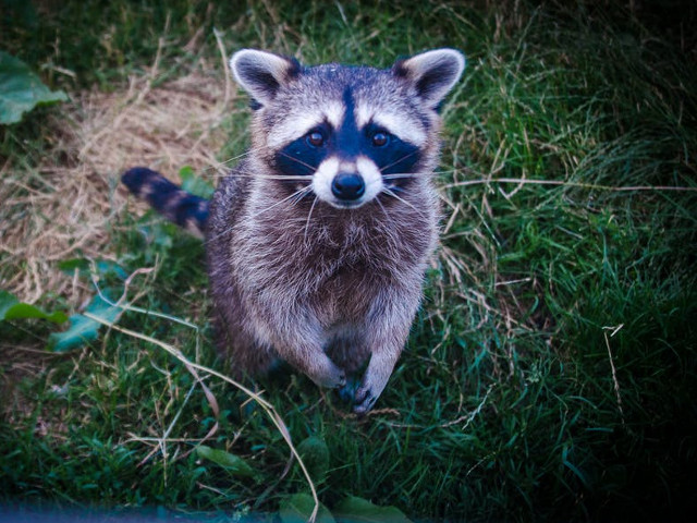 Dakota de Nord - sconcs, raton, reptile veninoase