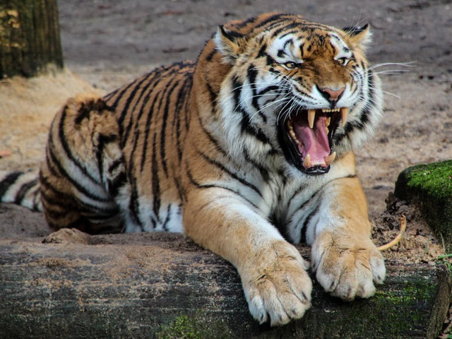 Oklahoma - animale salbatice