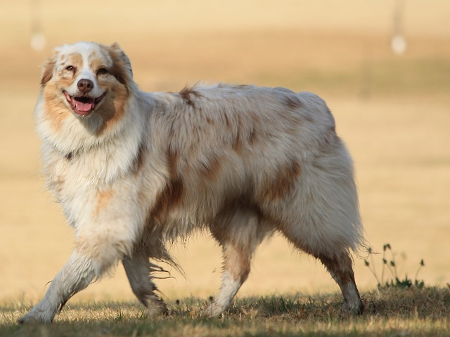 "Cainii nu sunt toata viata noastra, dar ne intregesc viata" (Roger Caras)