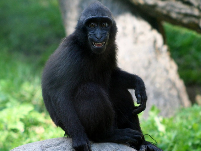 Maimutele sunt de cele mai multe ori amuzante, iar aceasta fotografie o demonstreaza din plin