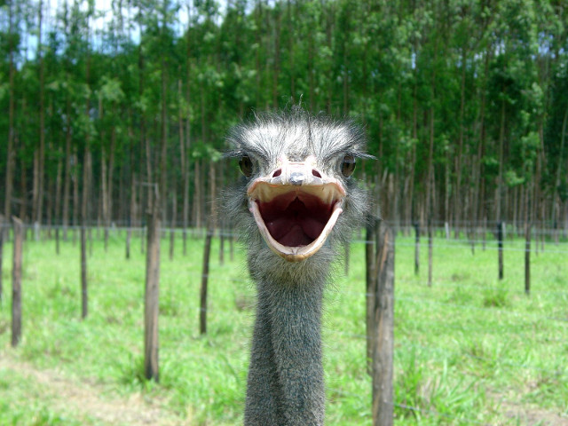 Ras in hohote molipsitor?