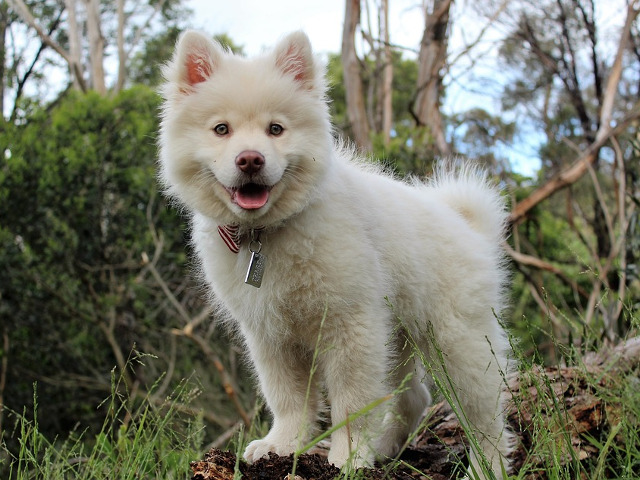 "Un caine nu se gandeste prea mult la ceea ce trebuie facut. El intotdeauna face ce simte" (Barbara Kingsolver)