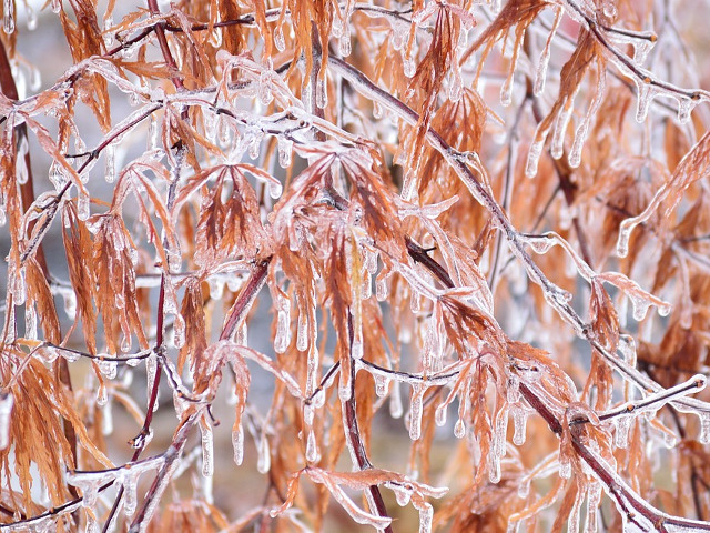Acest fenoment poate surveni de la sfarsitul toamnei pana in primavara