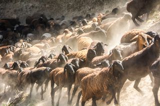 Evita mentalitatea de turma