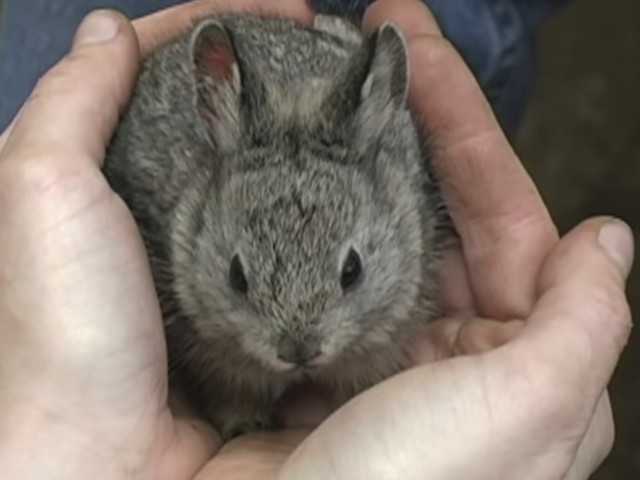 Brachylagus idahoensis