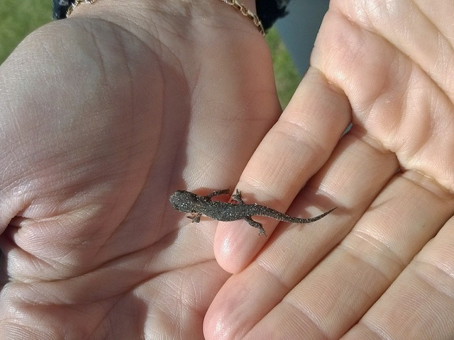 Cea mai mica salamandra