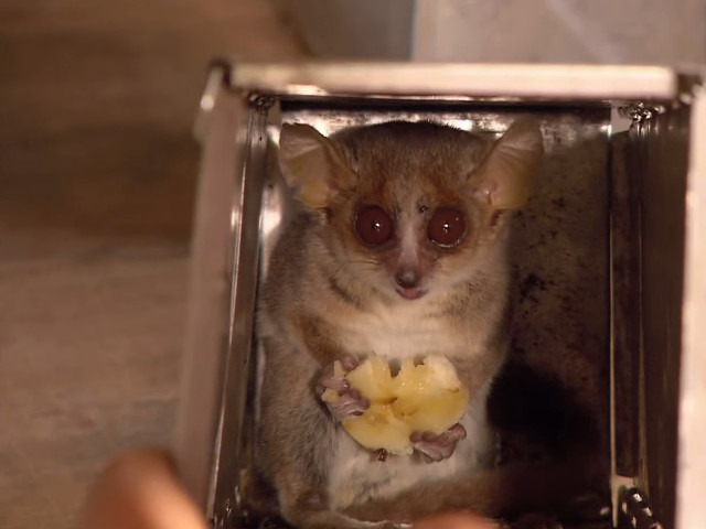 Lemurul-soarece (Microcebus myoxinus)