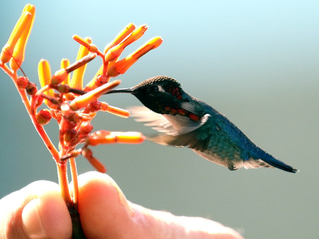 "Pasarea albina" din familia Colibri