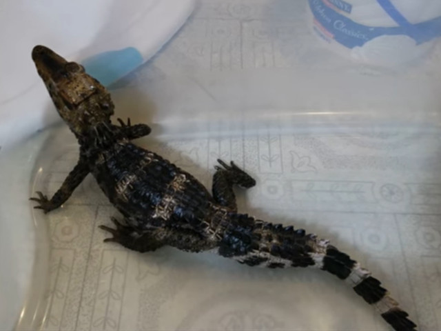 Cea mai mica specie de crocodil caiman