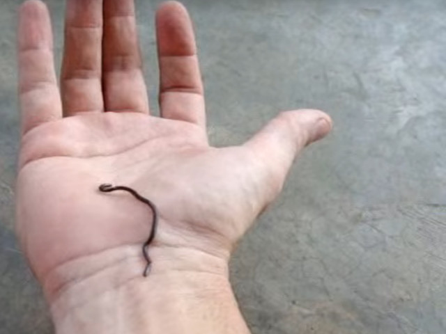 Cel mai mic sarpe din lume