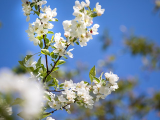 Pentru roade bogate in livezi