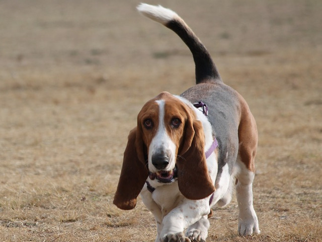 Basset Hound