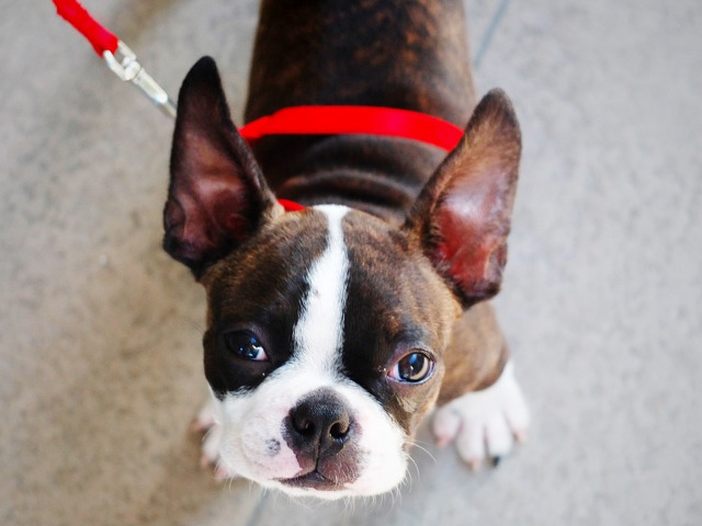 Boston Terrier