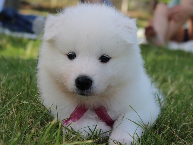 Samoyed