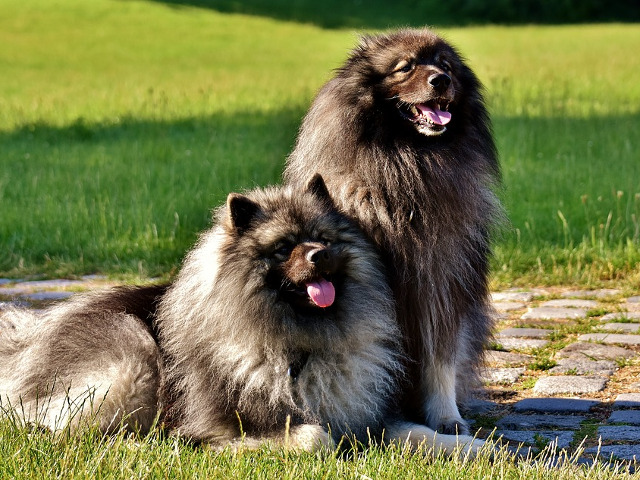 Keeshond