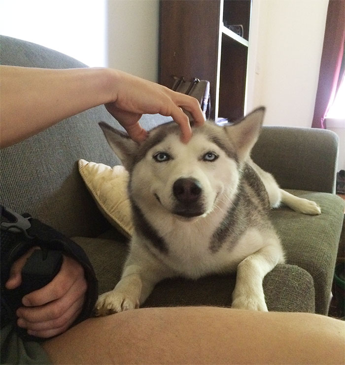 Sunt frumosi si fideli stapanilor