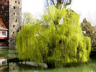 Traditii legate de ramurile de salcie