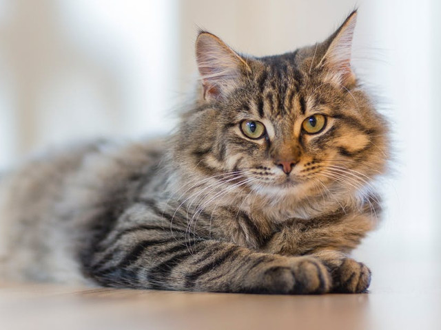 Un muzeu din Rusia angajeaza pisici sa protejeze operele de arta impotriva rozatoarelor