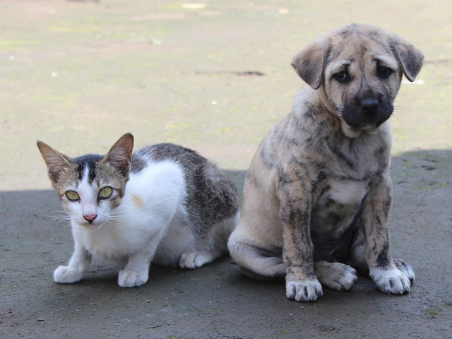 Ciocolata poate imbolnavi sau chiar omori cainii si pisicile