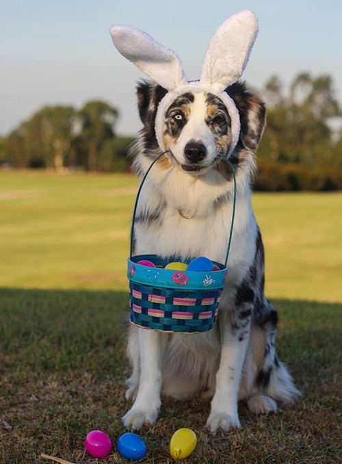 Cu siguranta, cainii ne intregesc viata