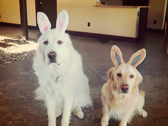 "Oare de ce ne umple inima cu fericire simplul fapt de a privi cainii?" (Jonathan Safran Foer)