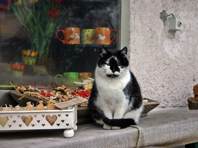 Aceasta pisicuta nu pare prea bucuroasa de pregatirile care se desfasoara in jurul ei...