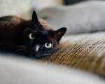 Pisicile negre sunt mai rezistente in fata bolilor
