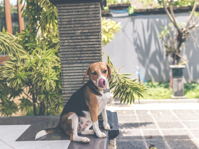 Este un caine de talie medie ce masoara intre 33 si 41 de cm