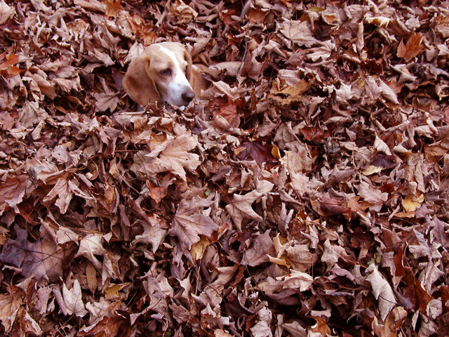 Se camufleaza perfect!