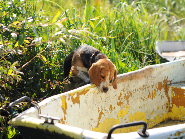 Sunt extrem de simpatici atunci cand sunt curiosi!