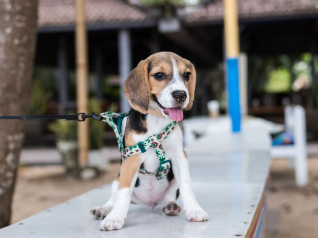 Stiai ca, initial, acesti caini erau folositi pentru vanarea si urmarirea iepurilor salbatici?