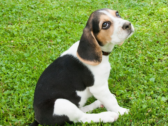 Adorabili si atunci cand sunt certati!