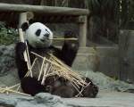Ursii panda