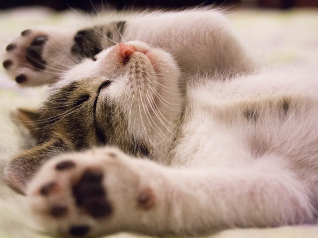 In Coreea si Japonia exista o cafenea unde poti merge sa bei o cafea si sa te joci cu pisici