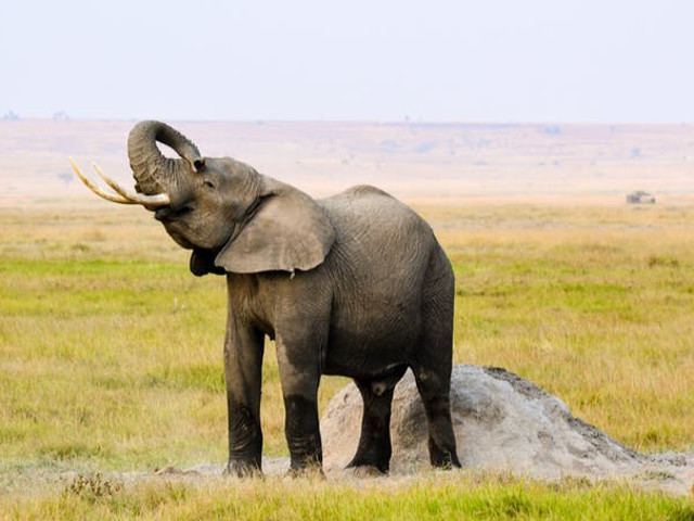 Unul dintre cele mai scumpe branduri de cafea din lume este realizat din balega de elefant