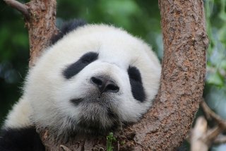 Ursii Panda dorm pe unde apuca
