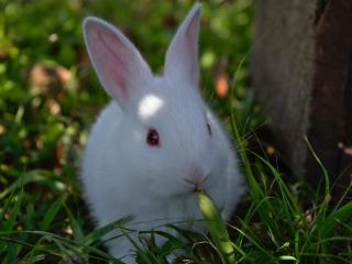 Iepurii nu au viata lunga
