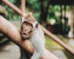 Maimutele devin singuratice la batranete