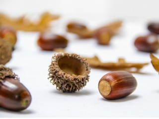 Strange suveniruri gratuite