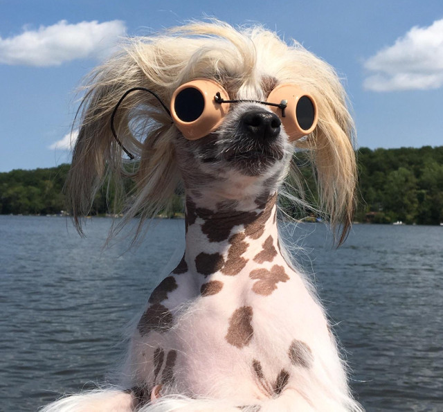 Un caine de la care am putea lua lectii de relaxare