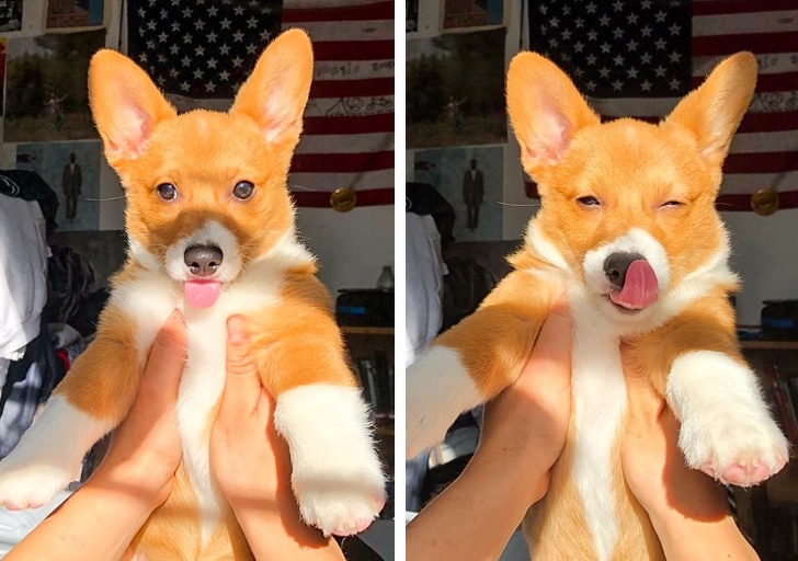 Un caine... cuceritor de-a dreptul