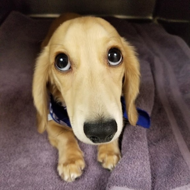 Cum i-ai putea refuza ceva?