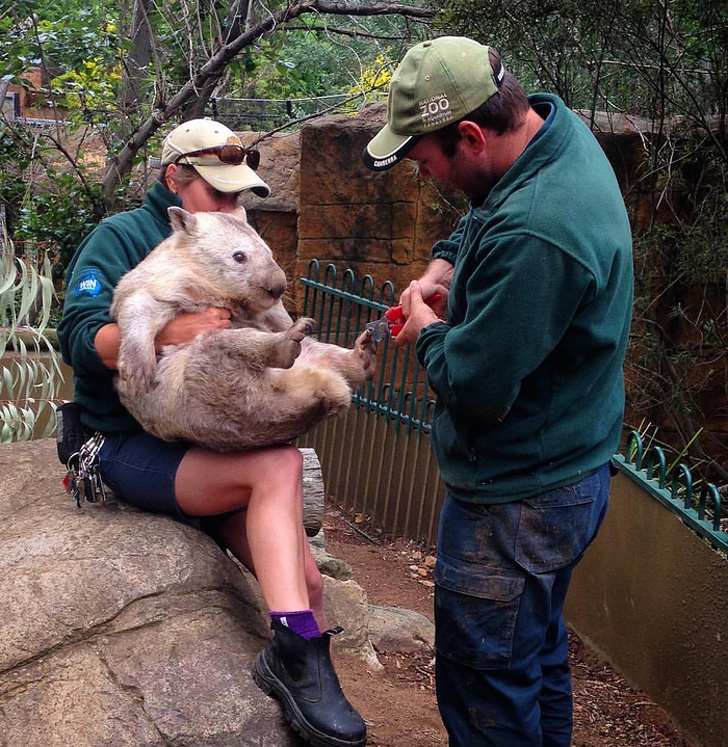 Un wombat la manichiurist