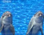 Delfinii se recunosc si se admira în oglinzi