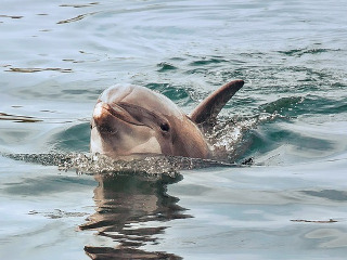 Din regnul animal, delfinii au cea mai lunga memorie